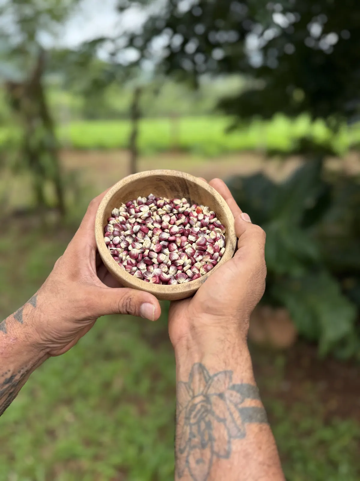 Native Costa Rican beans